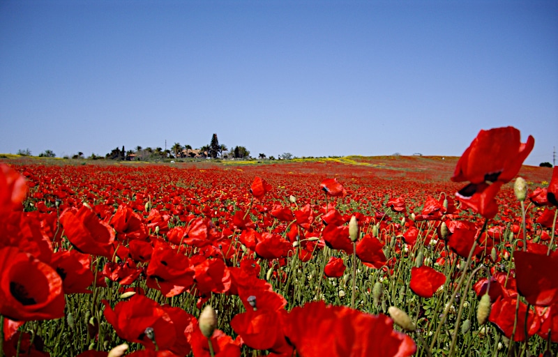 New Start Recovery Solutions - Poppies as Memorial Day Remembrance